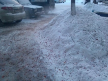 Свиристели прилетели и на ягоды насели!